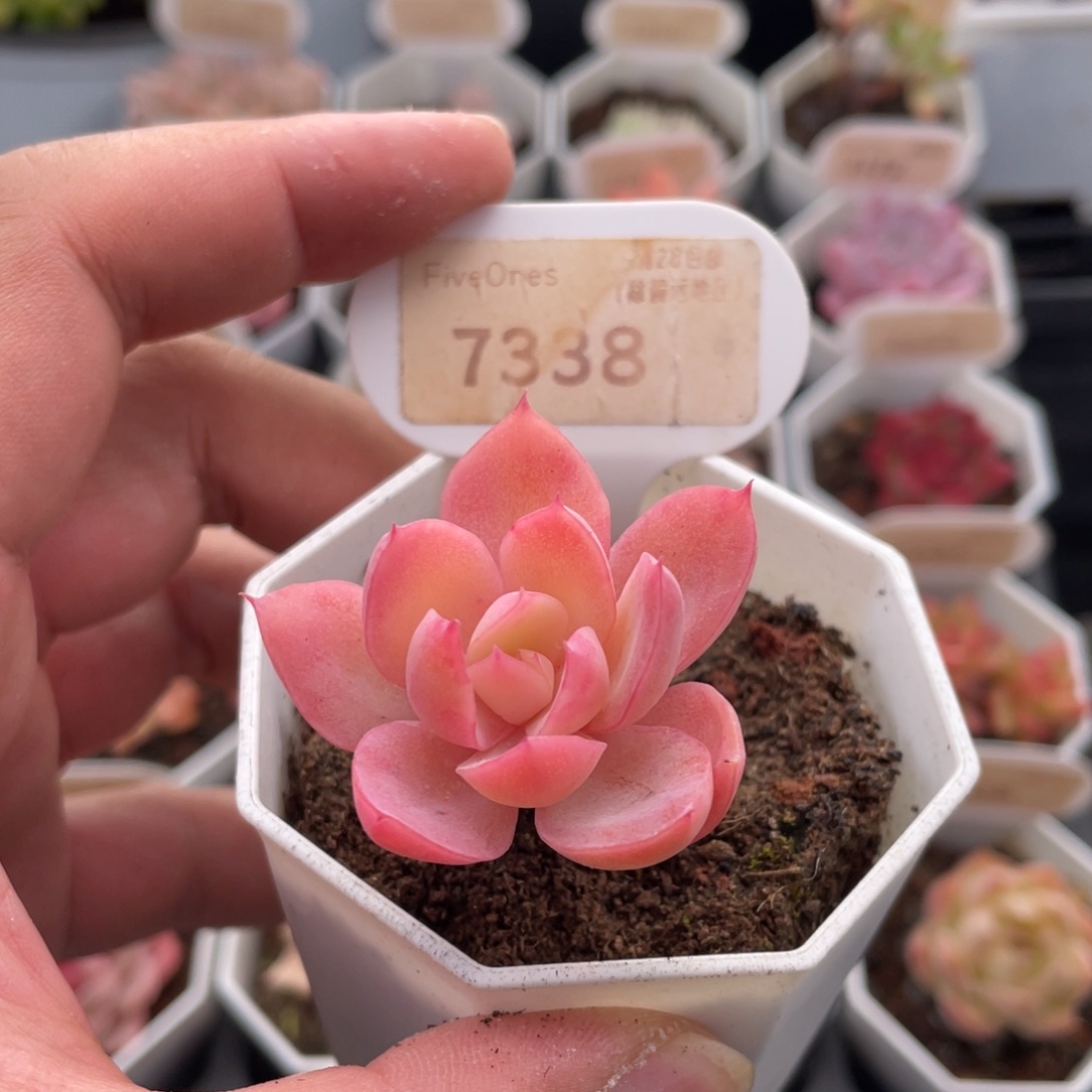 丝绸面纱7338-4厘米