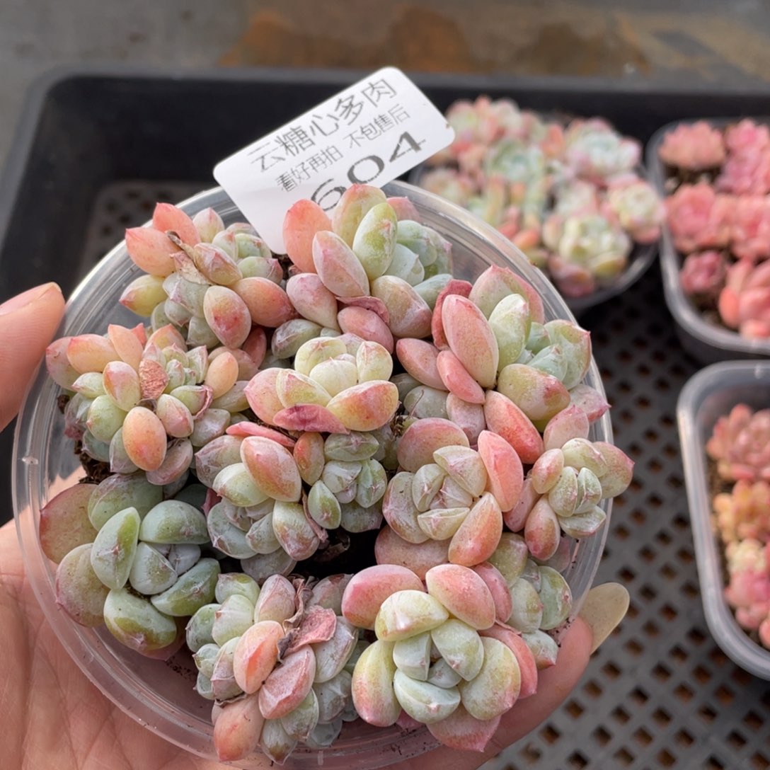 云糖心多肉植物604