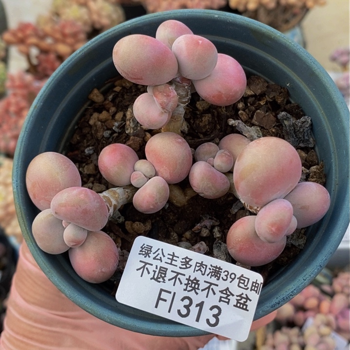 腰子桃蛋8cm313多肉植物