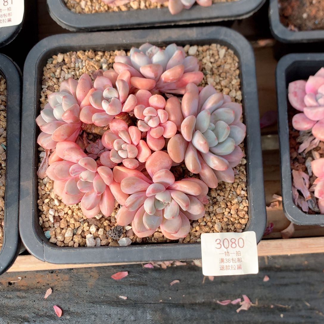 15.5厘米八头花斑鹿3080