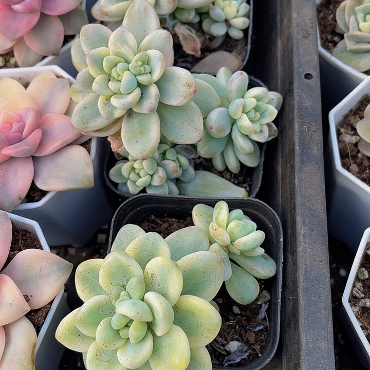 劳尔锦到盆土发货