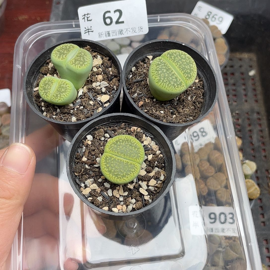 天***座6200000花花花花花花花花