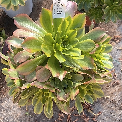 219青檬多肉法师锦