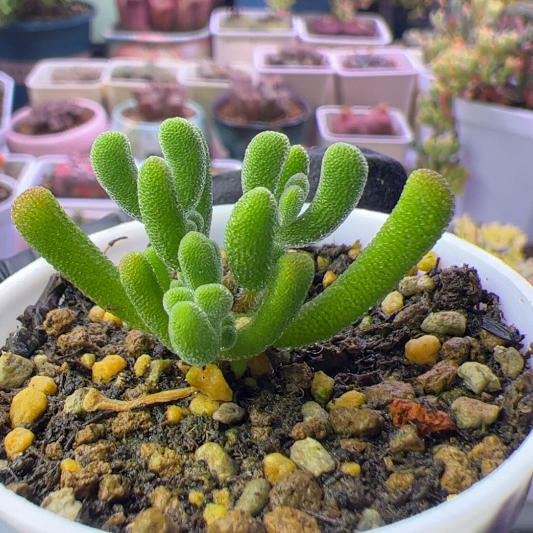 多肉植物枝干小星星