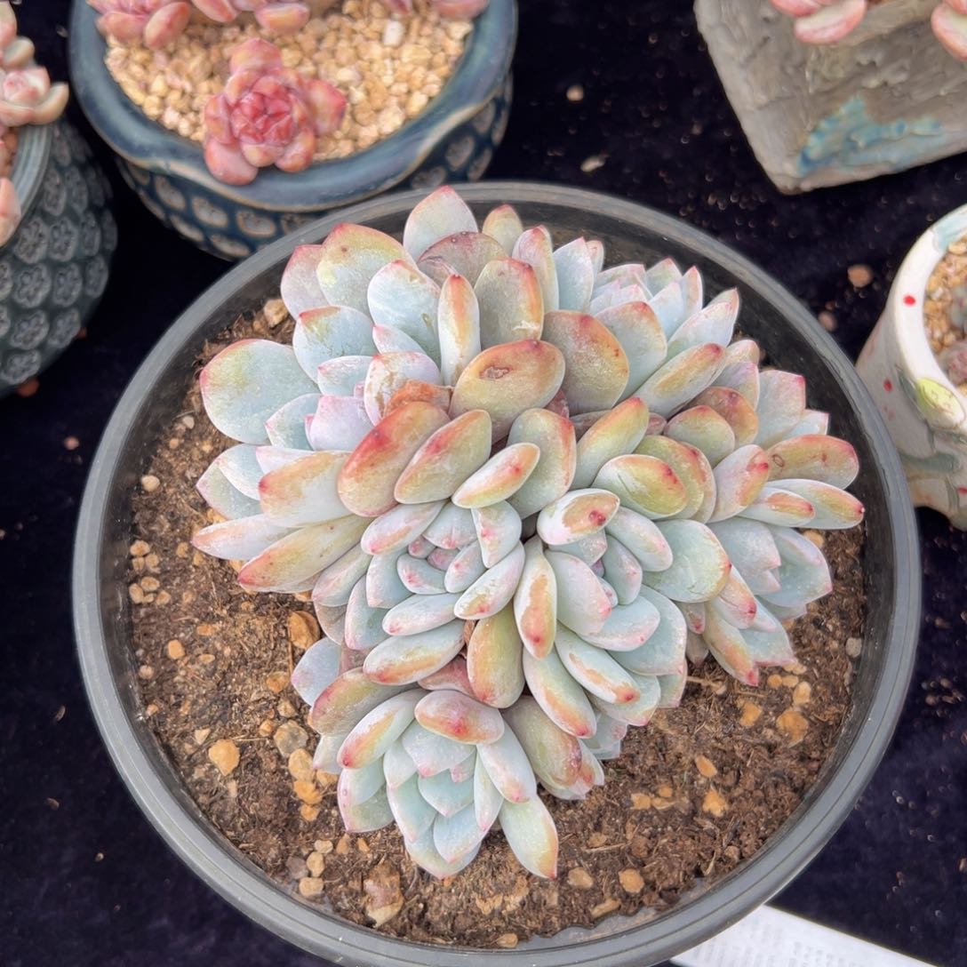 新年快乐 新年快乐