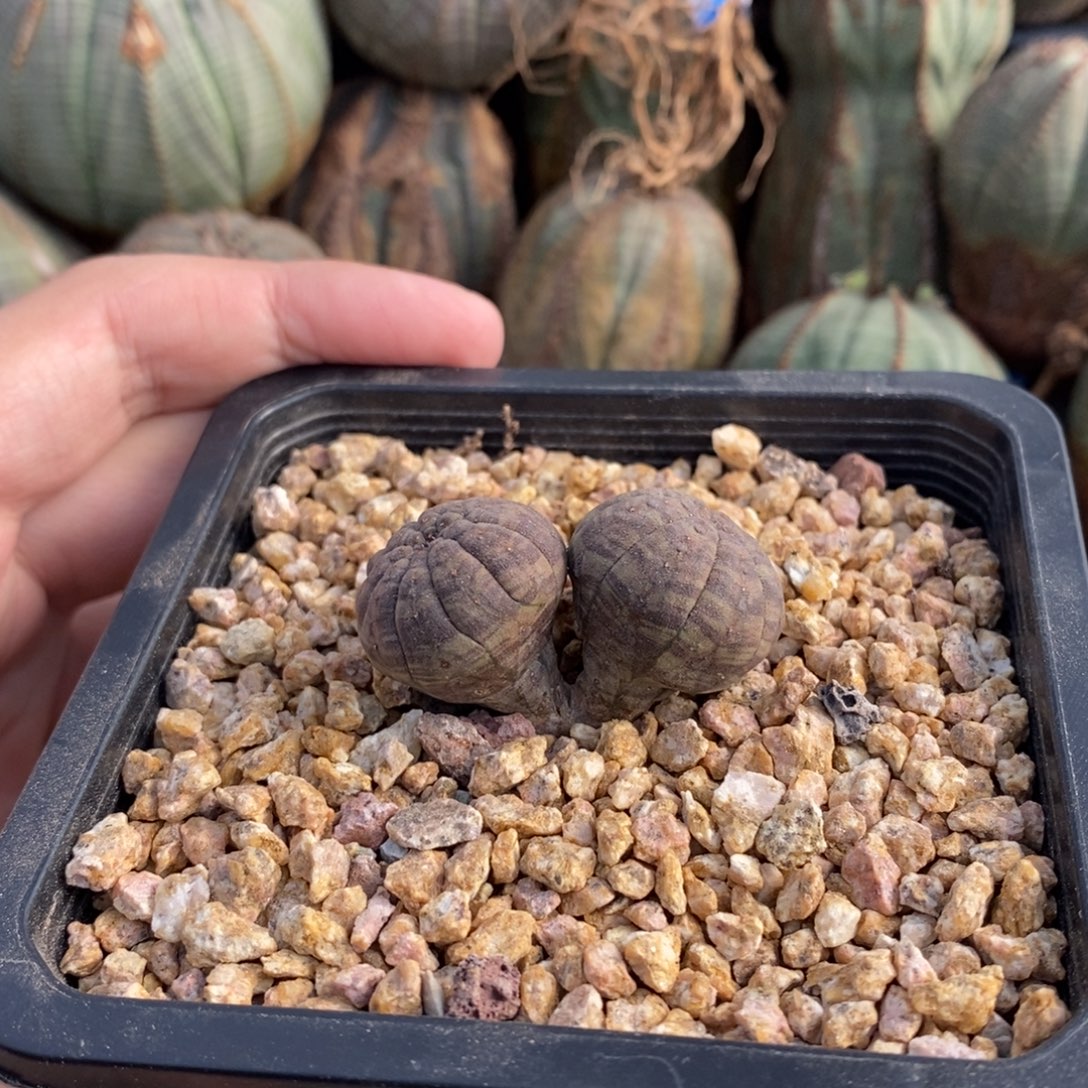 小***阿双头实生布纹球多肉植物