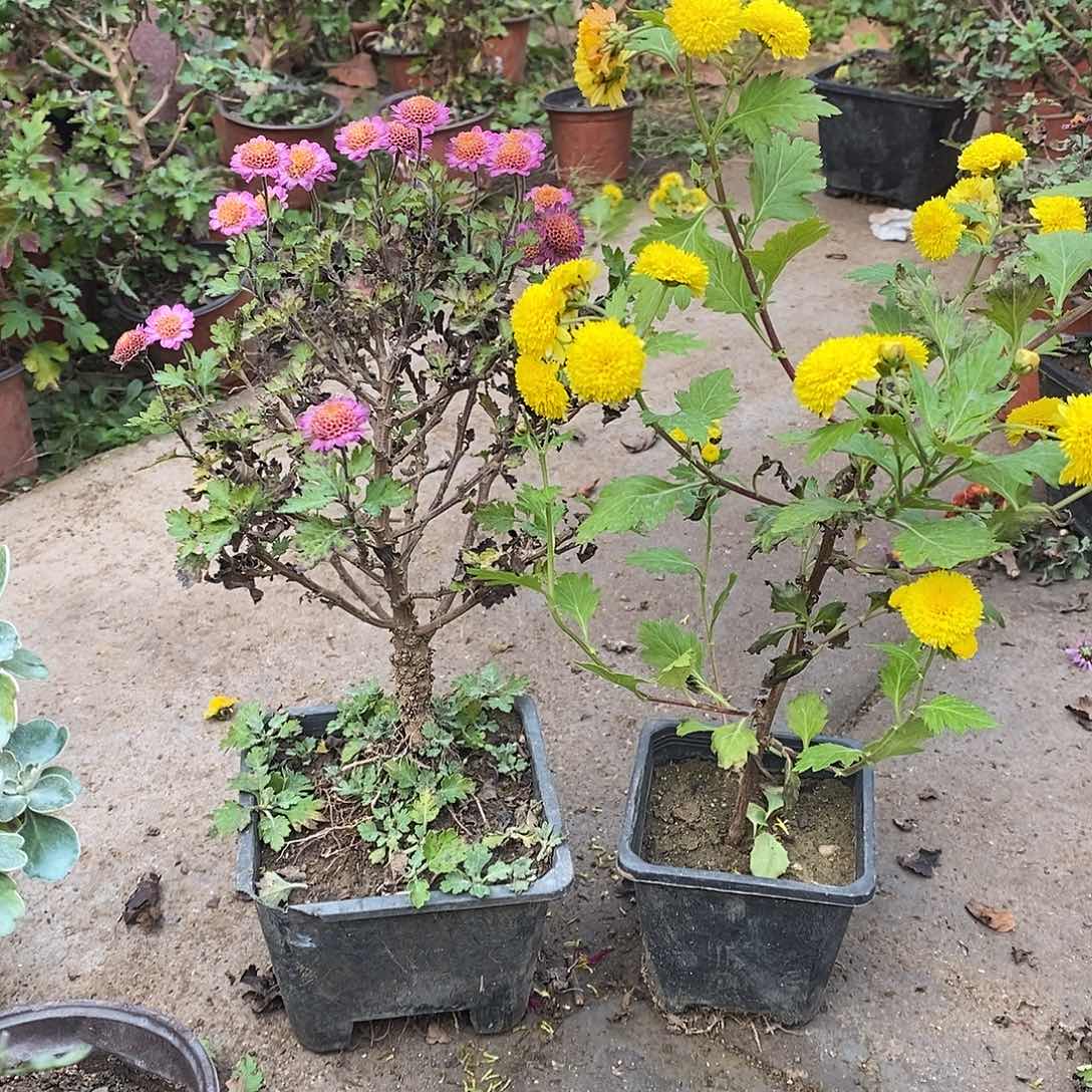 居***家完全开放菊花菊花