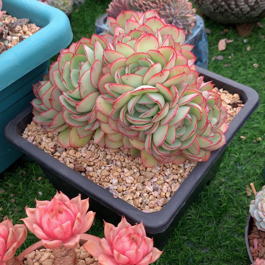 无***对友家多肉一物一拍