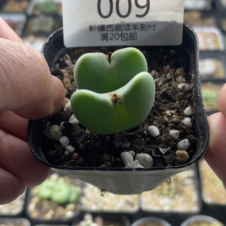 佳人园艺 上福利啦将009