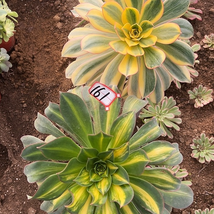 多肉植物161不售后