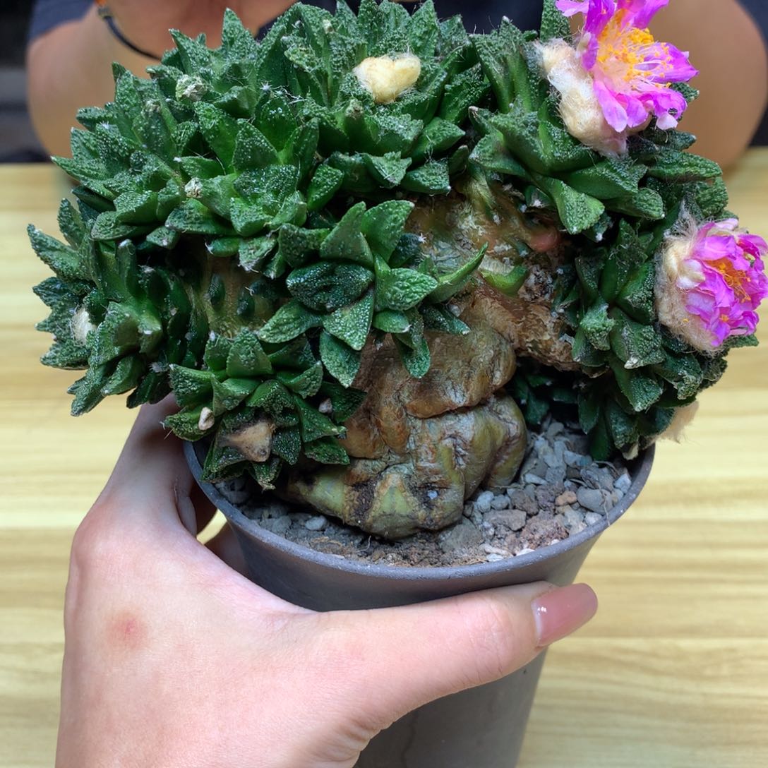      11号 短毛丸嫁接 新顿岩牡丹 整体15公分 