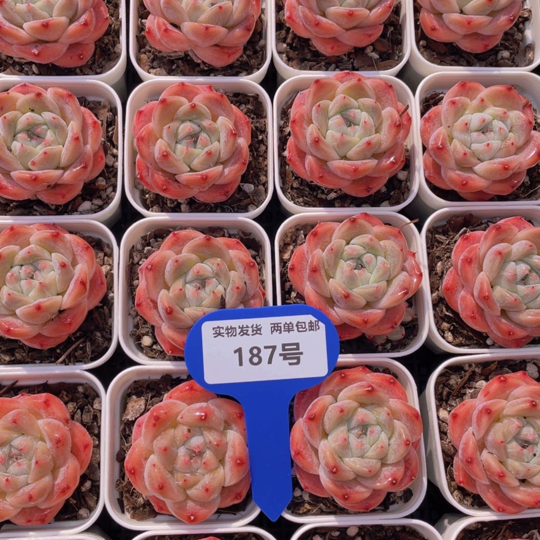 187号糖心肥胖胖娃单头2颗