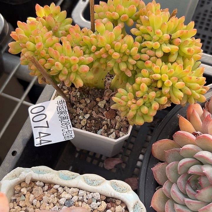 幸运的是我还没遇到过幸运