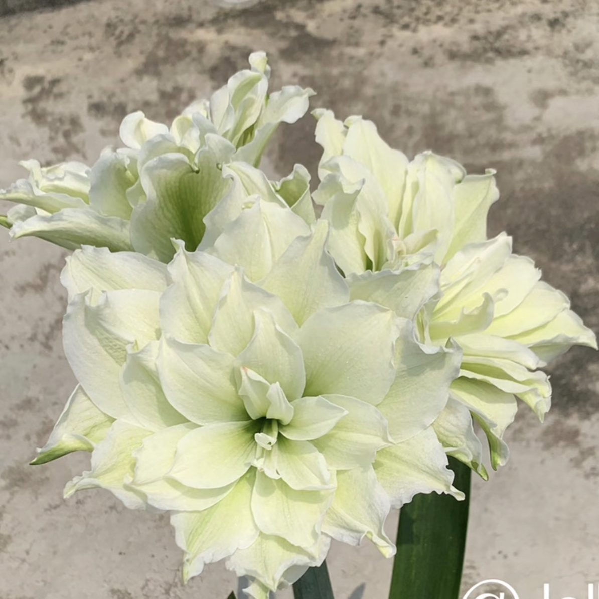 （雏鹤）重瓣朱顶红种球室内外盆栽大花浓香好养活观赏植物