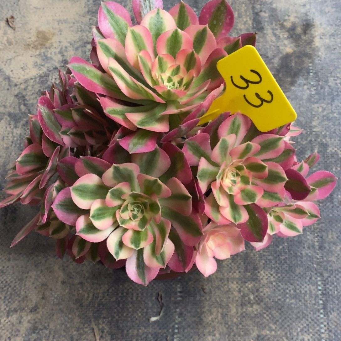 红陶33分女巫法师