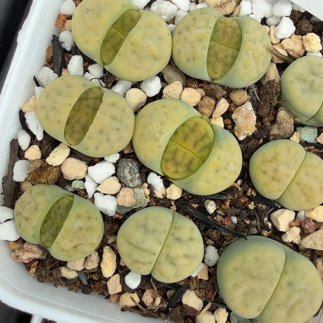 是一个充满生机盎然之251好