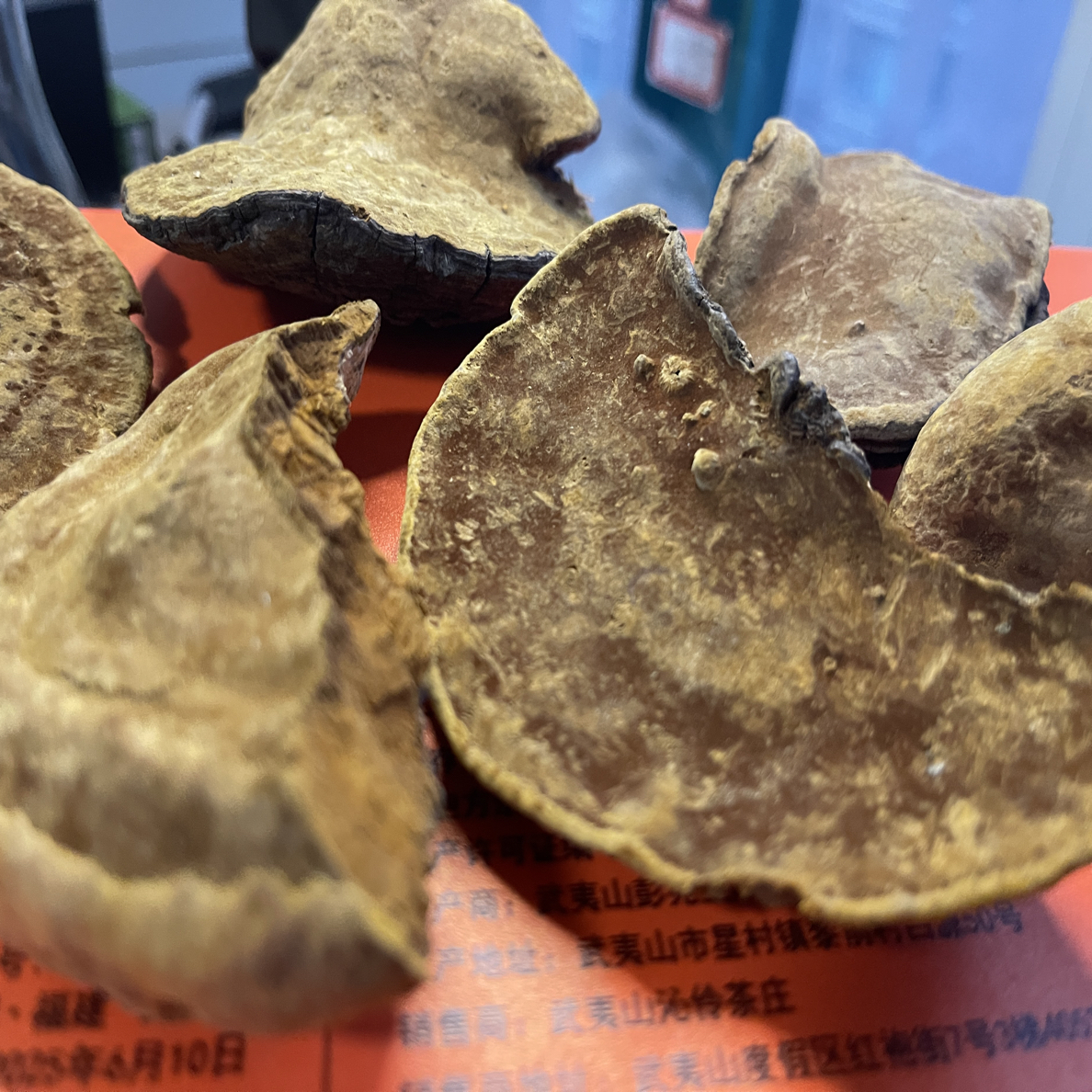 云南暴马丁香野生桑黄菌