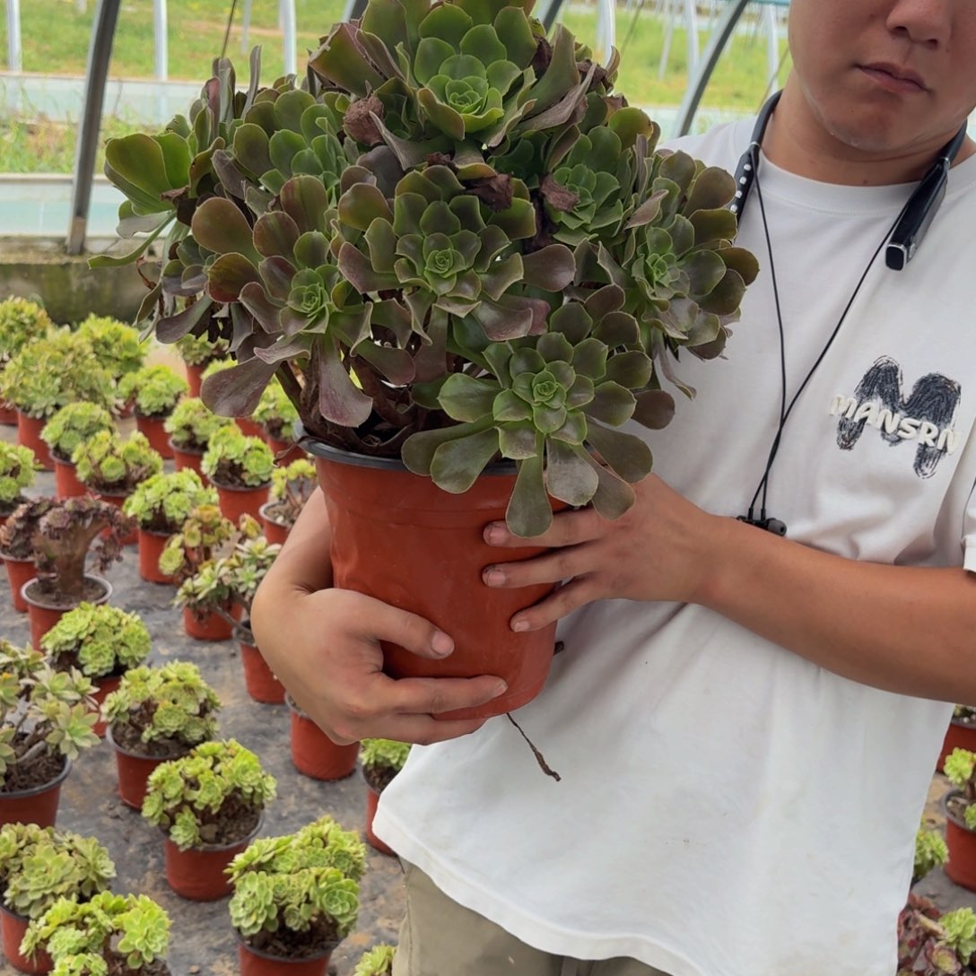 199多肉植物捧花的时候