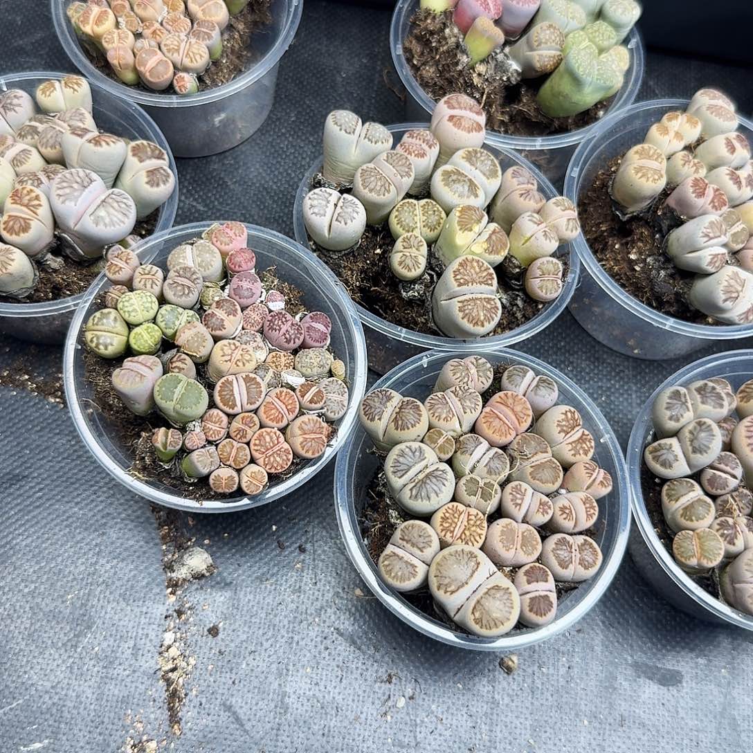 g***f好喜欢看肖179不在舞台