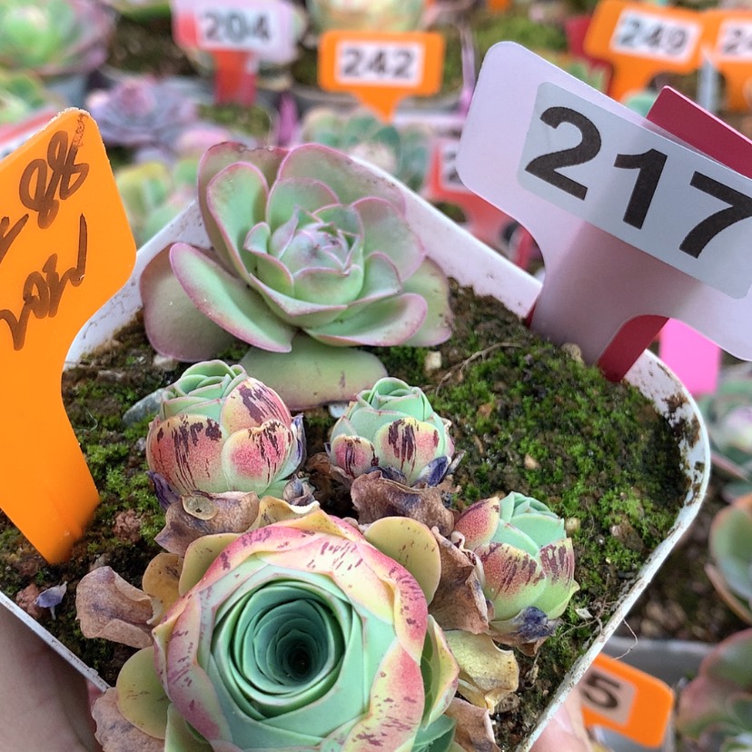 【闪购商品】yjj217特内里费@大型帕