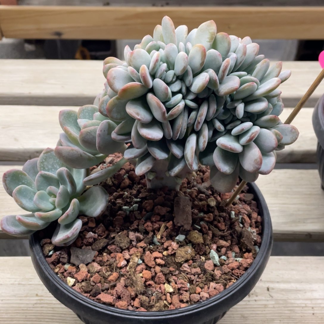 冰橙缀化，默认底切