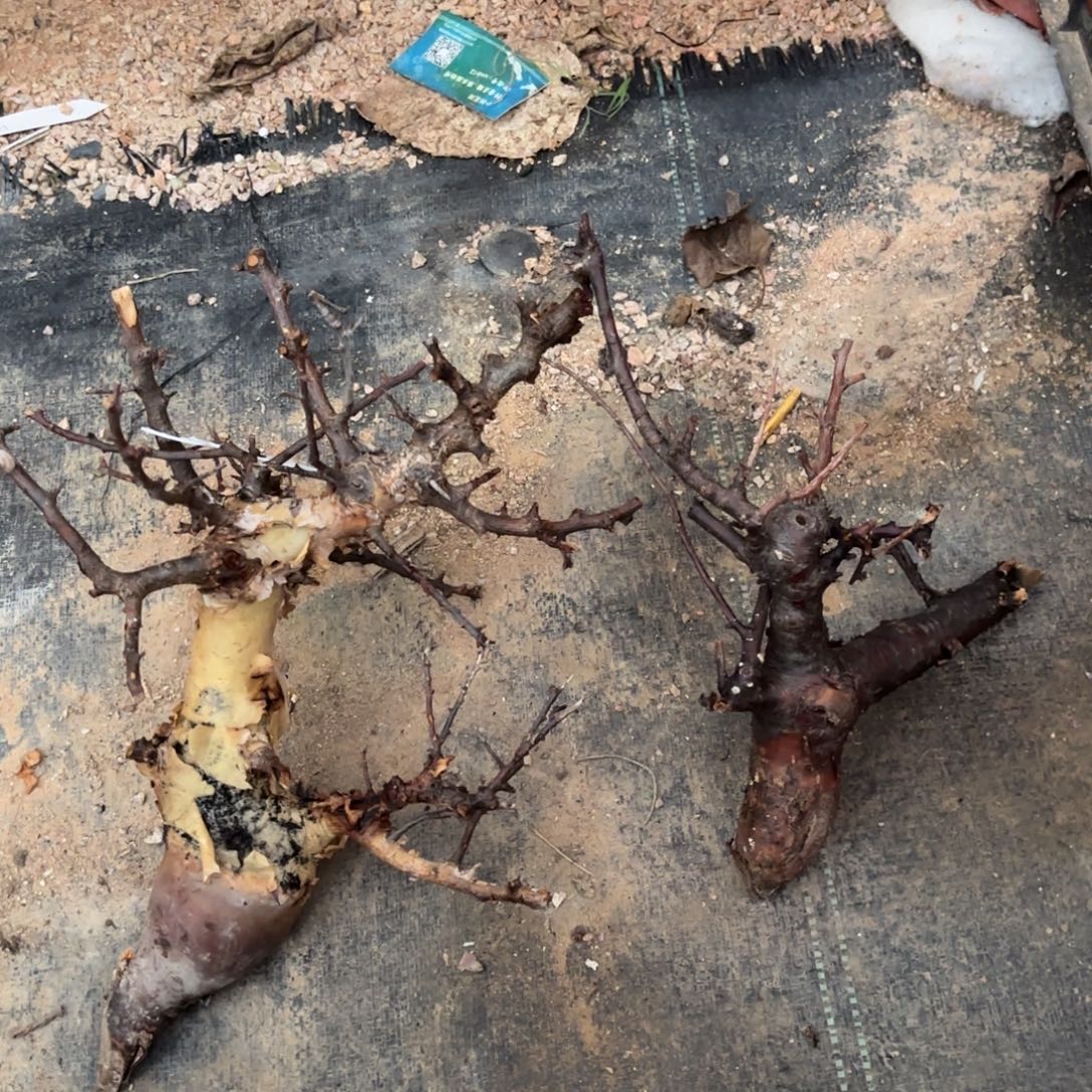 工***༽标本哈哈哈哈哈哈哈哈哈