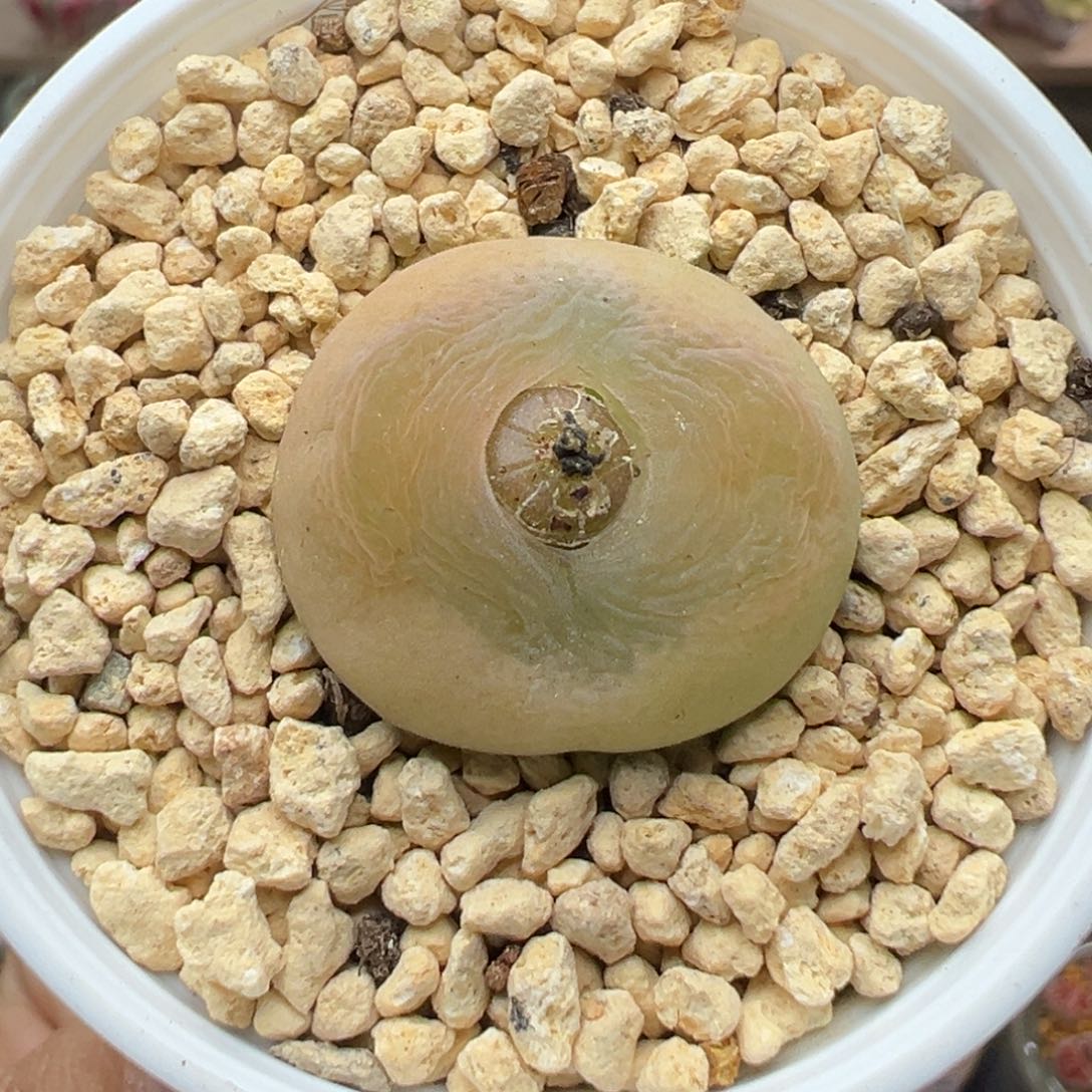 多肉植物36号贴地飞0泡