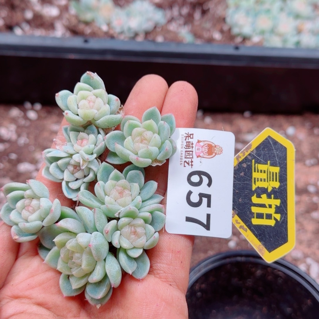 多肉植物多肉植物