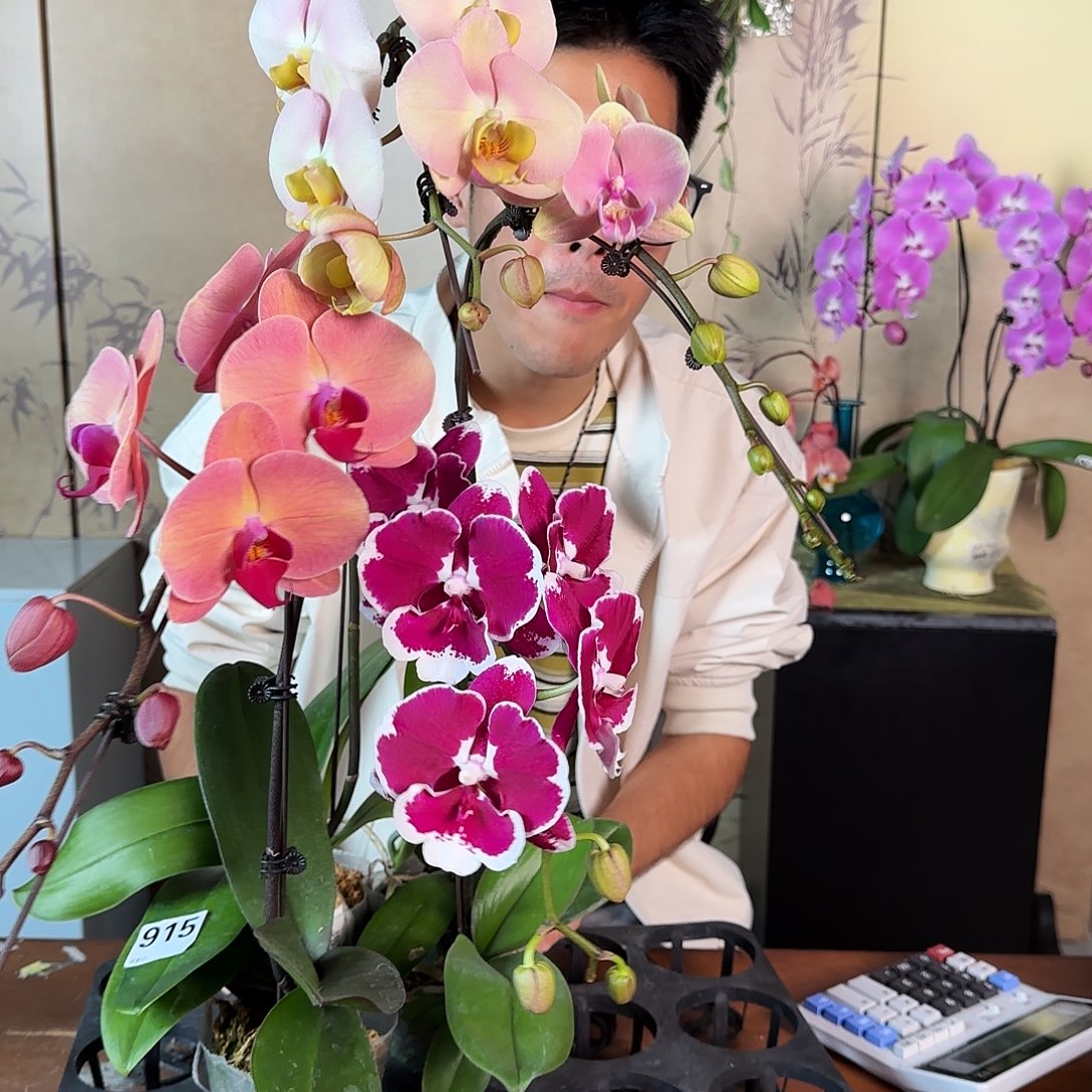 大部分花苞少量开放量拍915组合/四颗搭配