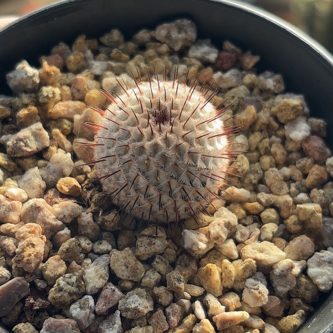 仙人球实生直刺佩雷