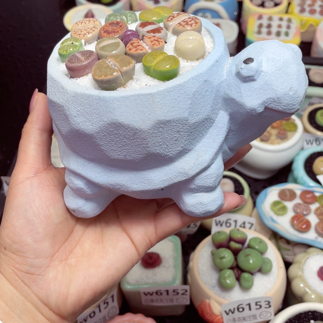 w6167 -零下地区拍保温箱-15支持寄养