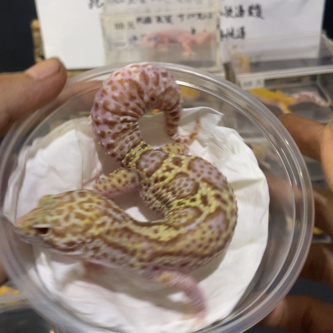 豹纹守宫雪花红眼暴龙 母