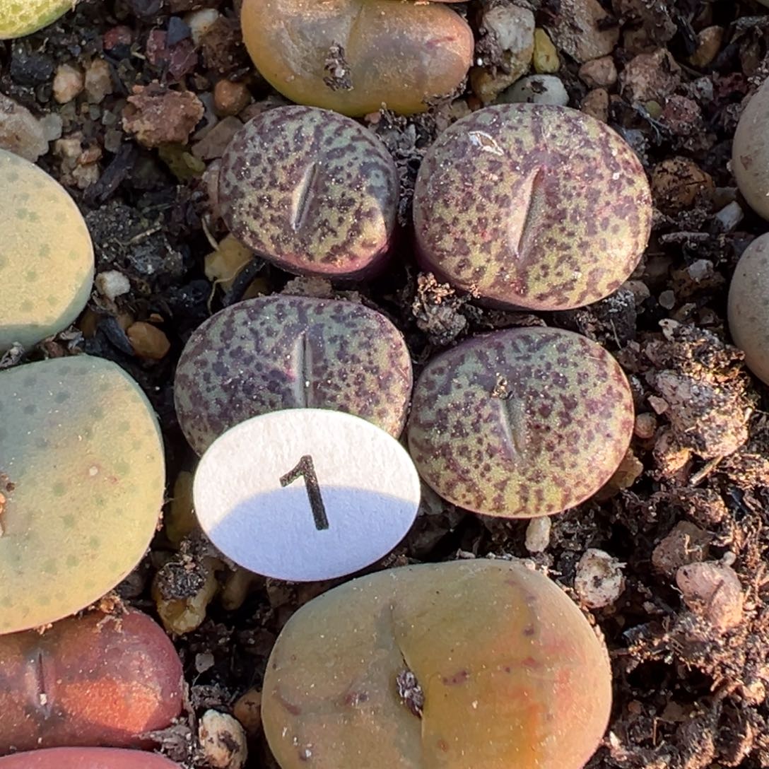 小***口多肉植物1111111111111