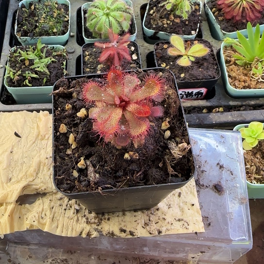 完全开放斯氏茅膏菜