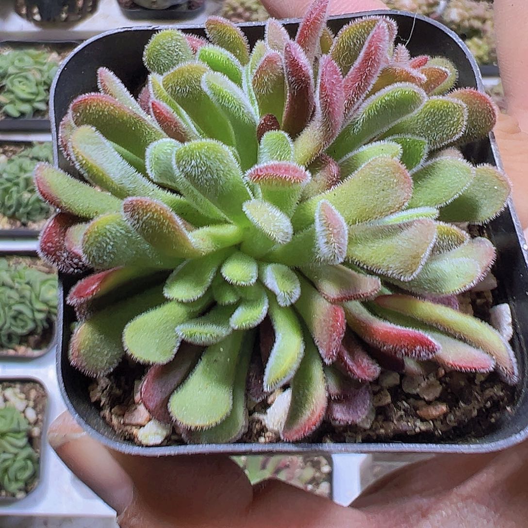 梦春19包邮植物多肉