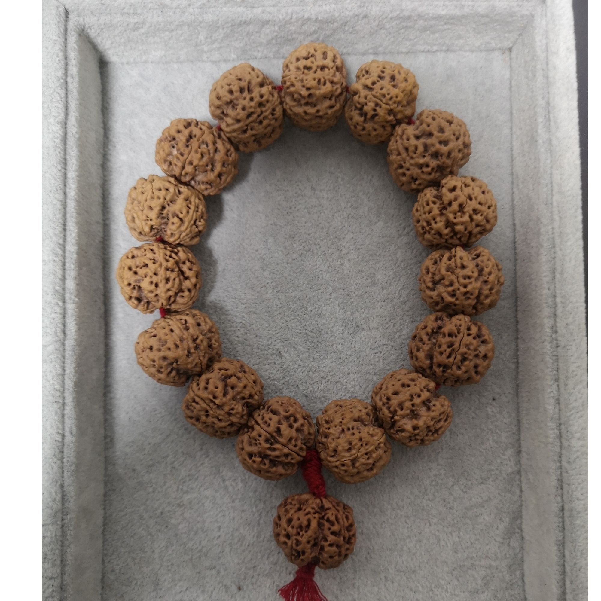 原生态梅花大金刚菩提