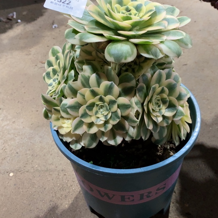 1522迈巴赫多肉植物