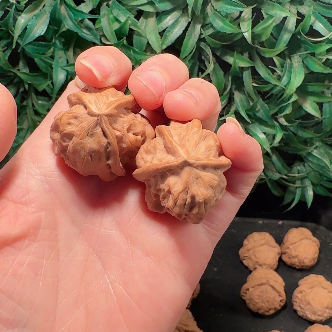 张***扬蛤蟆头三棱