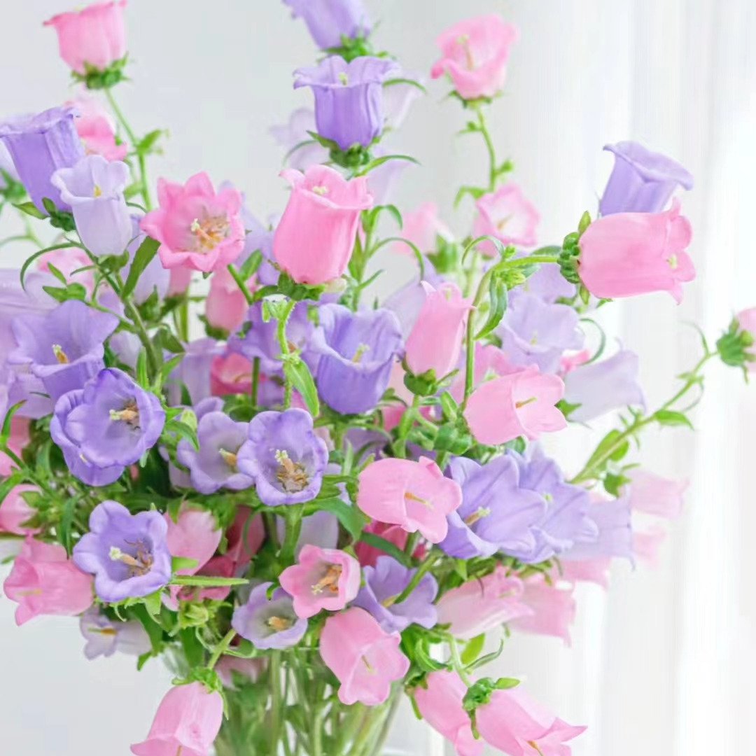 氧花季 风铃花 收到先醒花 云南直发