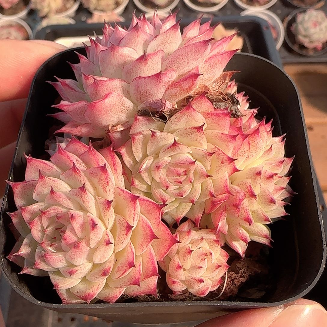 多肉1201-244优选麦秆