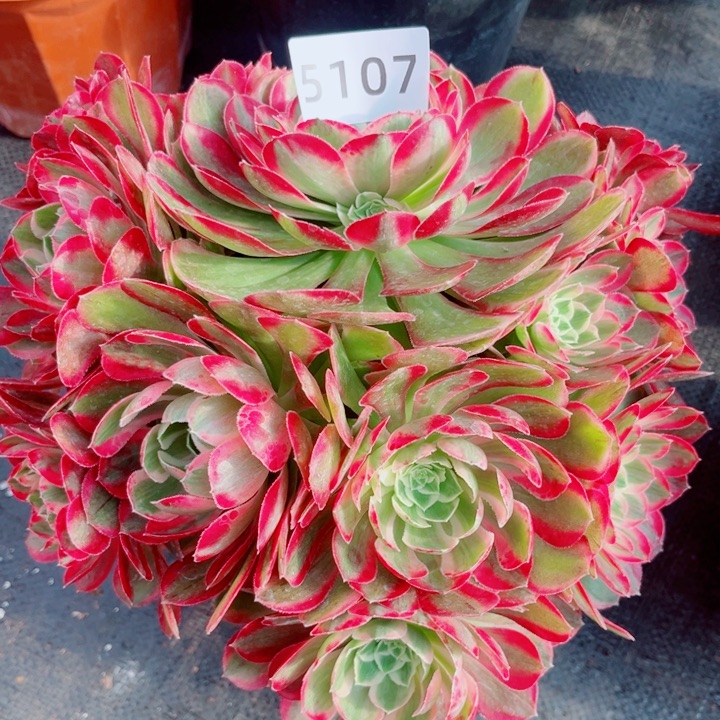 新品孔雀翎28厘米多肉