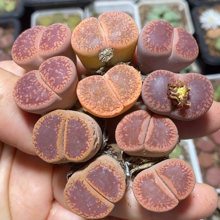 优选双头彩日轮特价