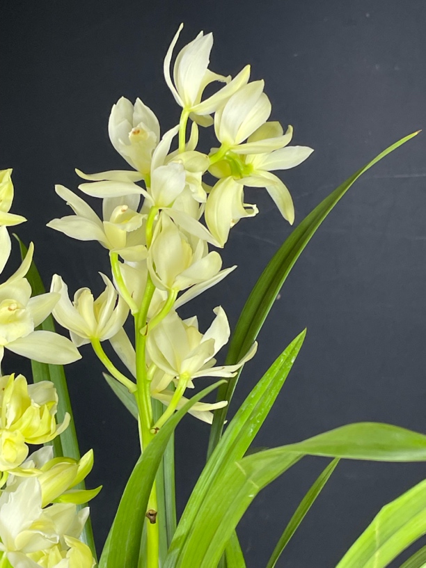 名贵兰花香雪公主室内外易养多花