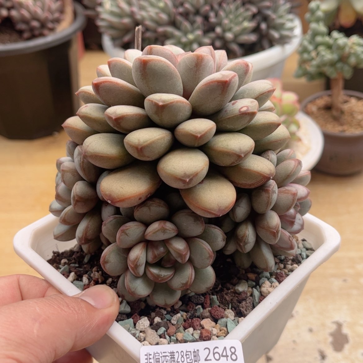 【闪购商品】2648葡萄