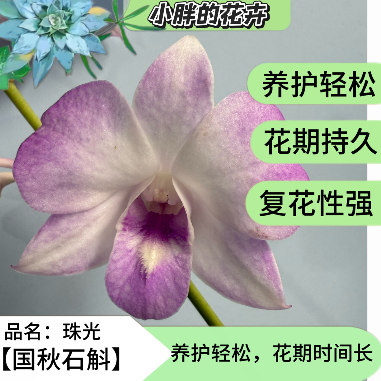 【小胖】精品石斛兰1113《珠光》石斛兰盆栽栽培花卉基地直发兰花