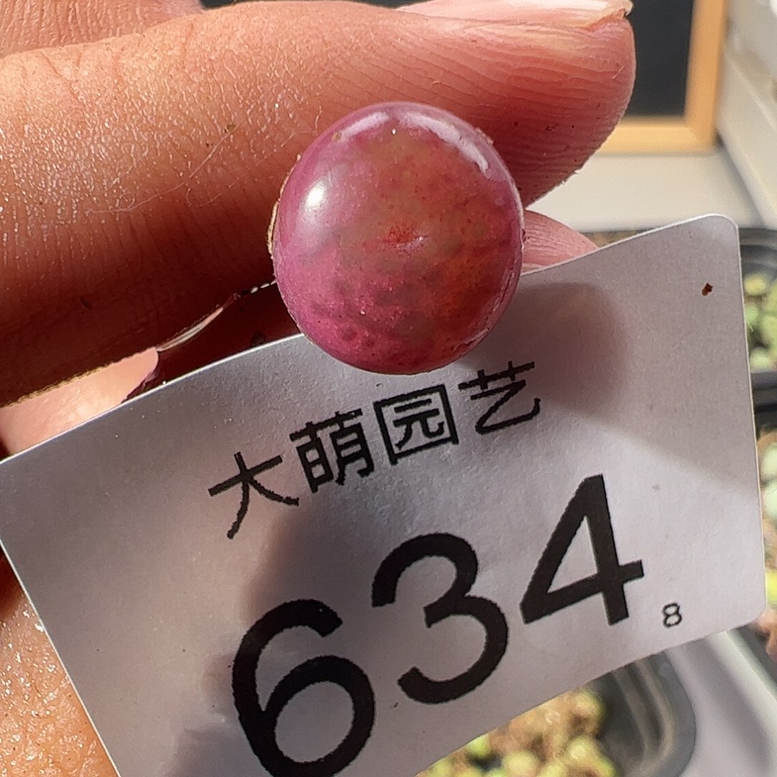 0000634 一物一拍……