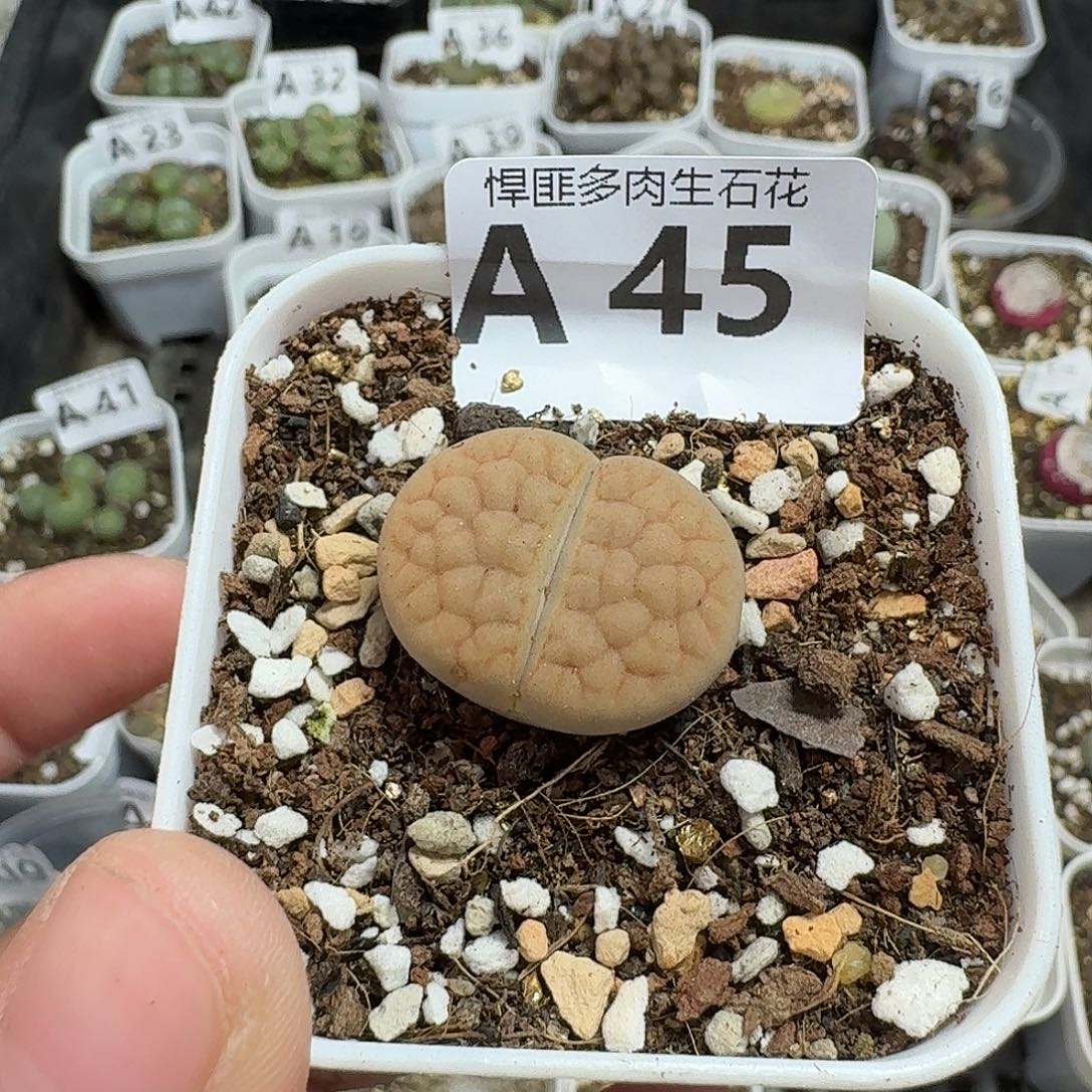 45多肉植物多肉植物