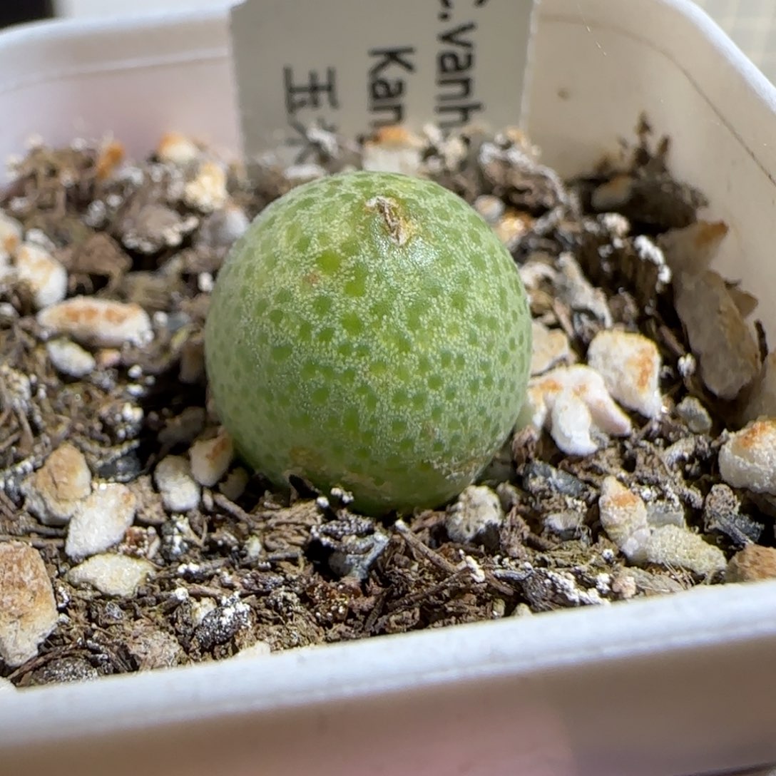 肉锥多肉植物组合-玉米559