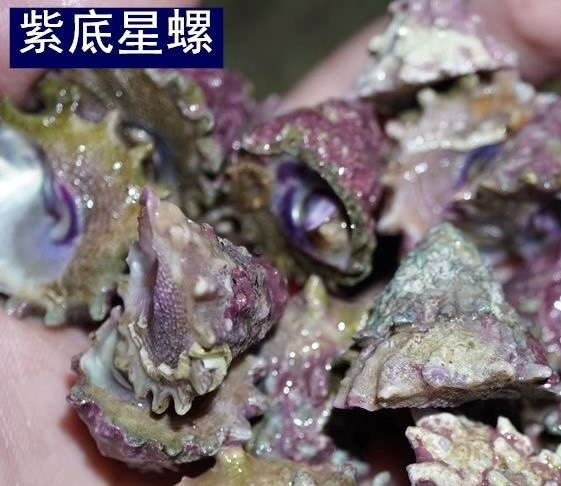 紫底星螺海螺海洋海缸除藻生物海水螺紫底清洁工具螺包邮直发