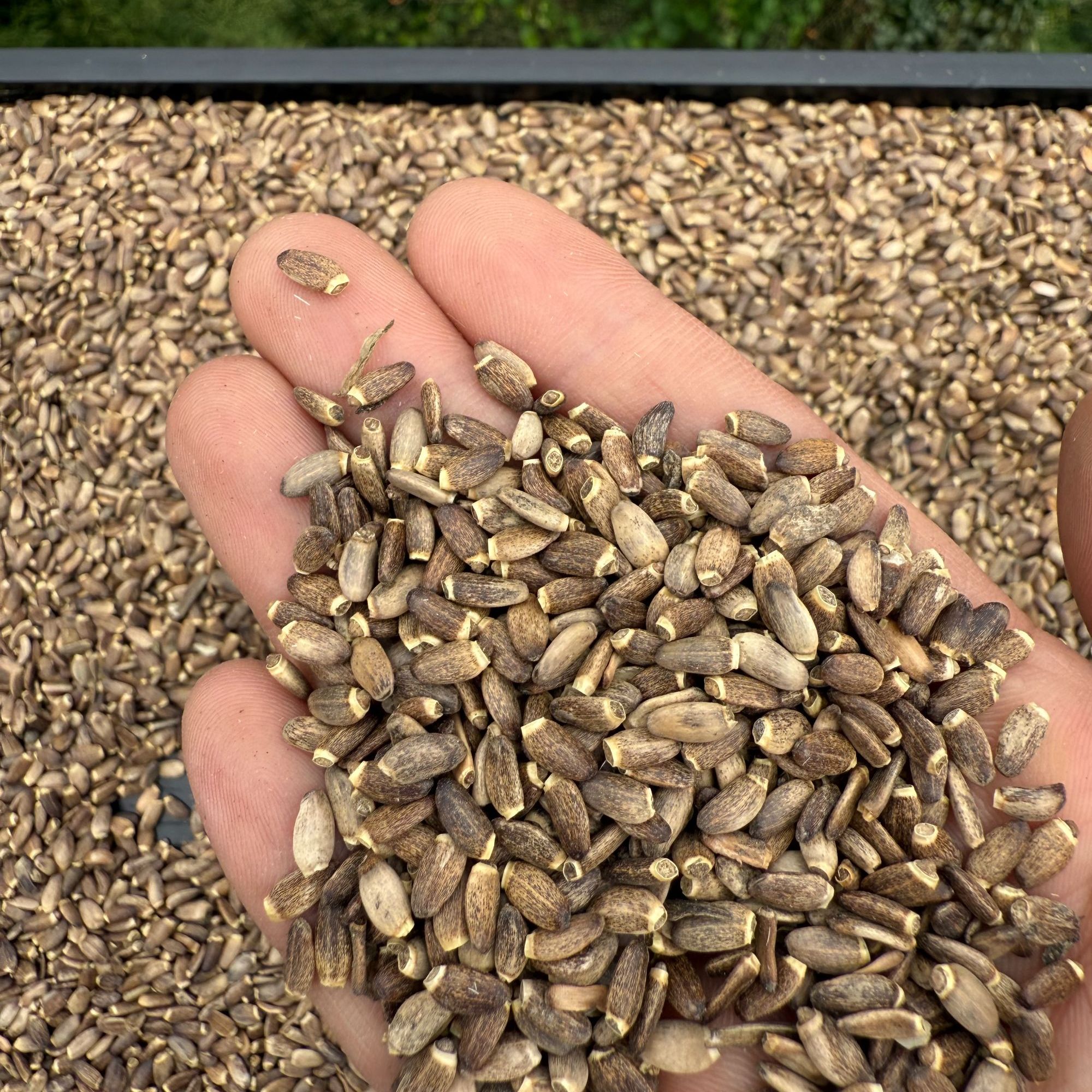 （杰）初级农产品【水·飞·蓟】250g 500g 可搭配枸杞使用